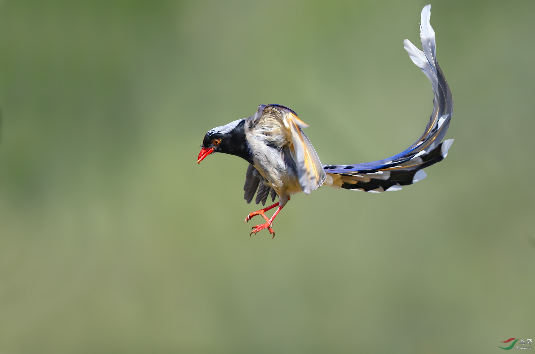 好不容易可以发帖了,先发一张红嘴蓝鹊,嘴和交嘴雀差不多.