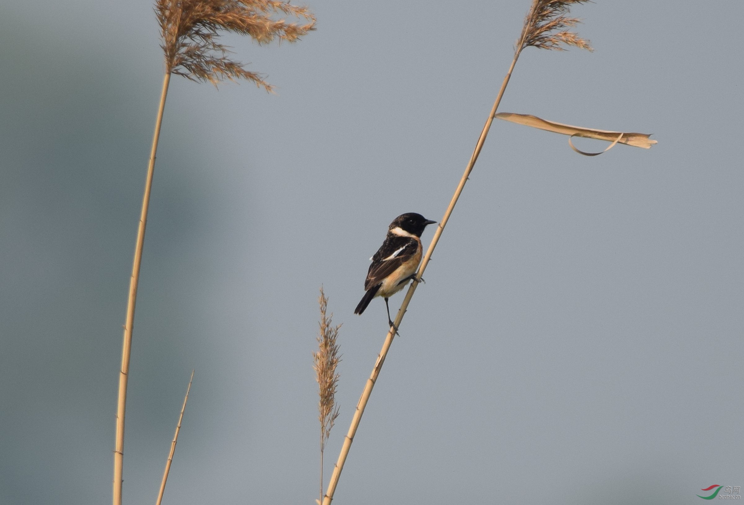 DSC_0418_����.jpg