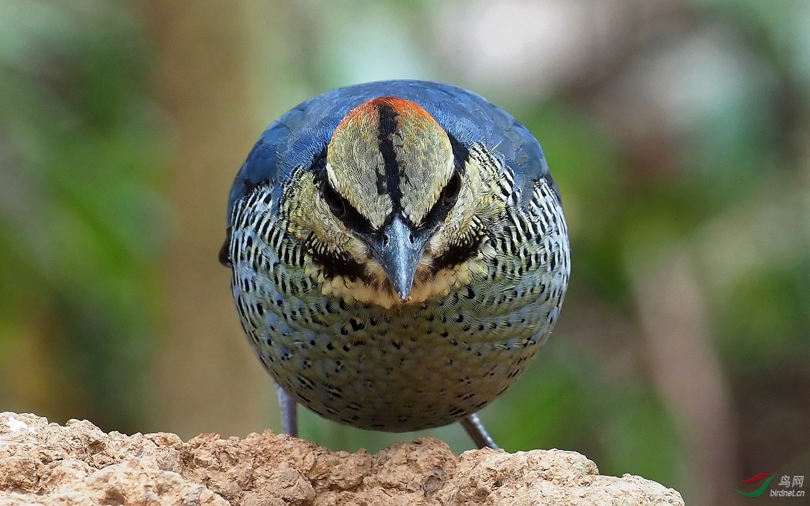 P3162708_����_DxO (����).jpg