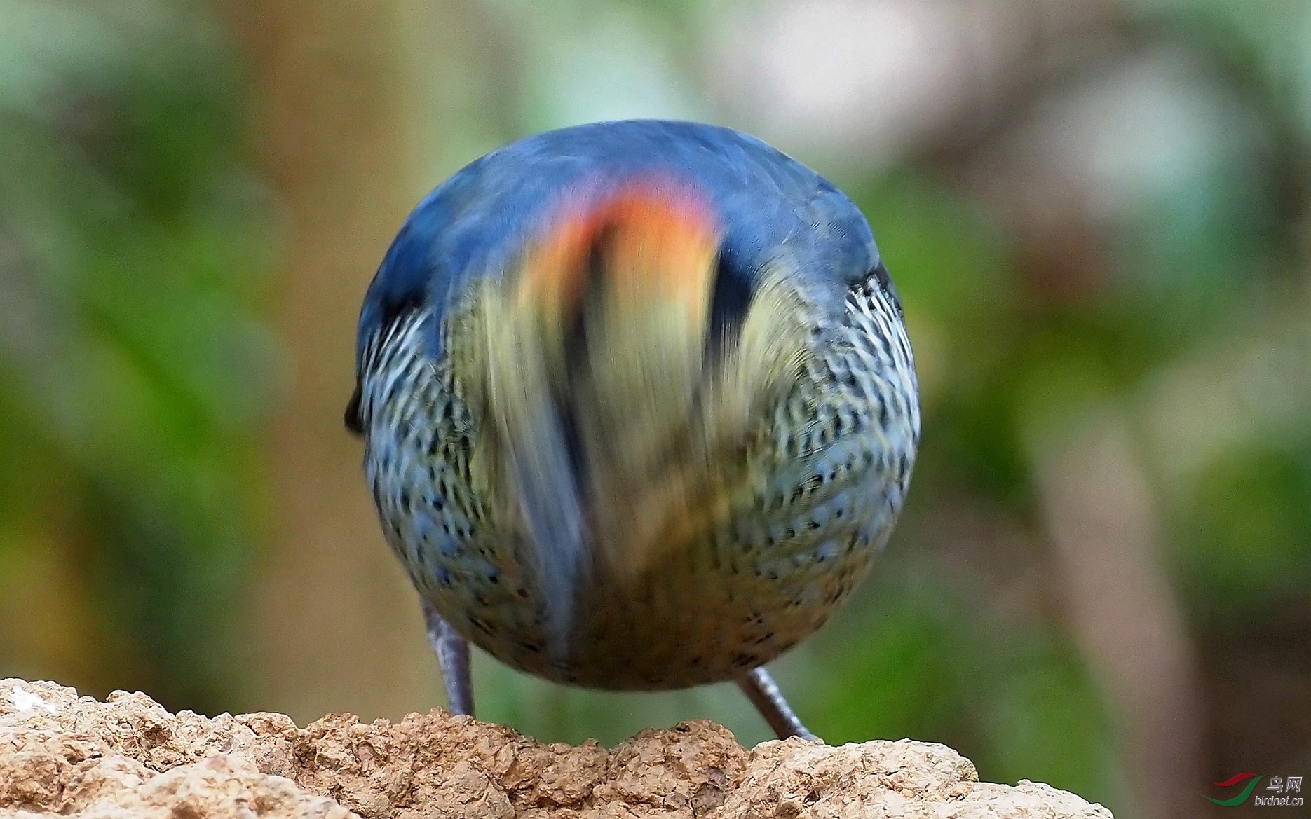 P3162691_����_DxO (����).jpg