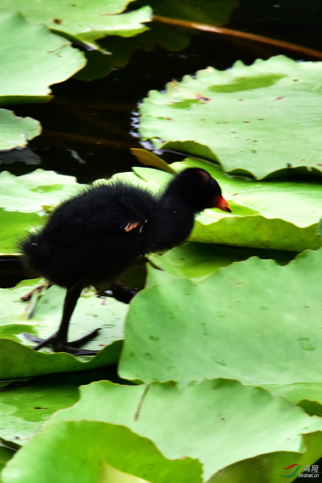 DSC_0595.JPG