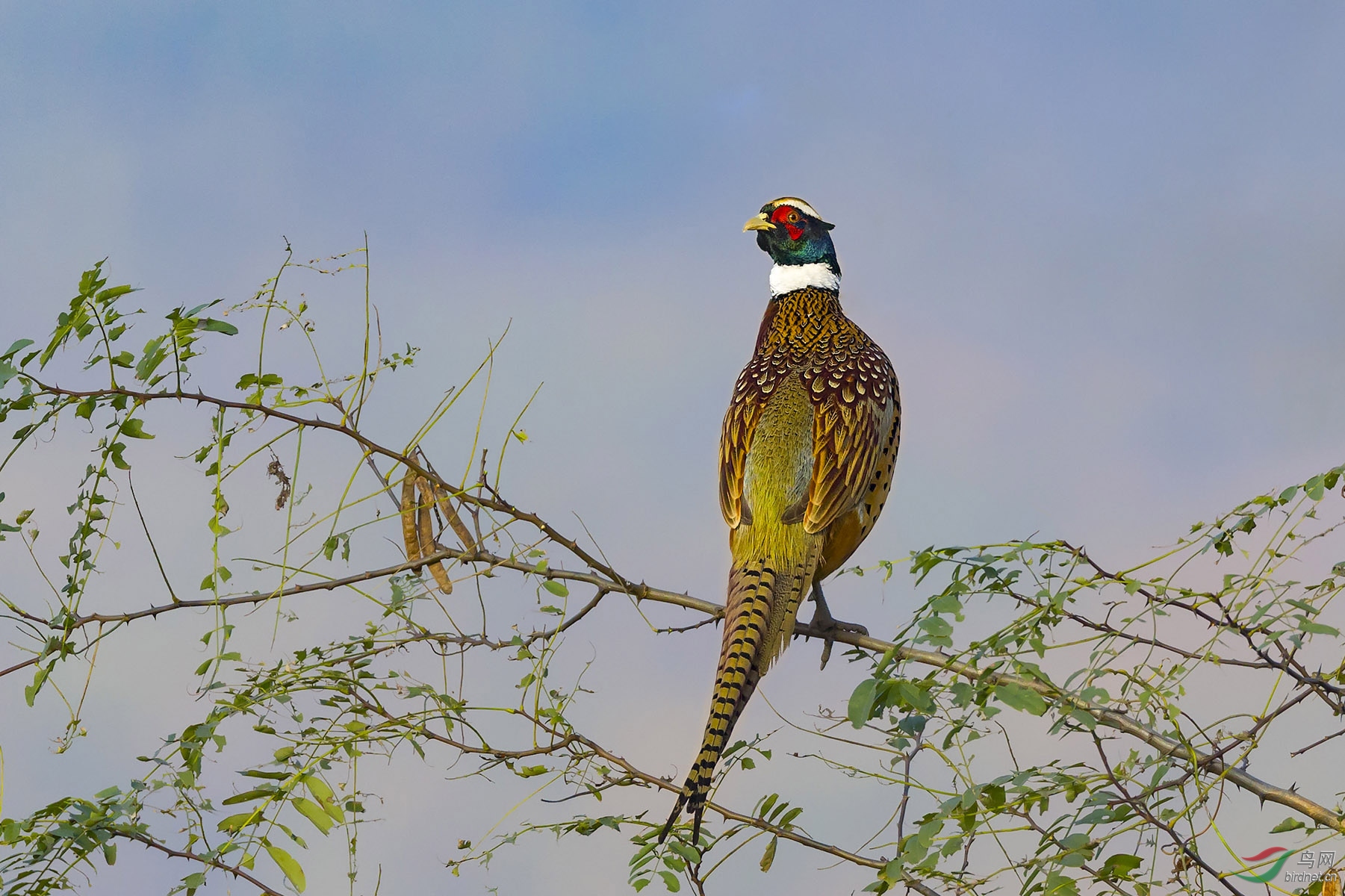 梦想成凤 - 江西版 jiangxi 鸟网