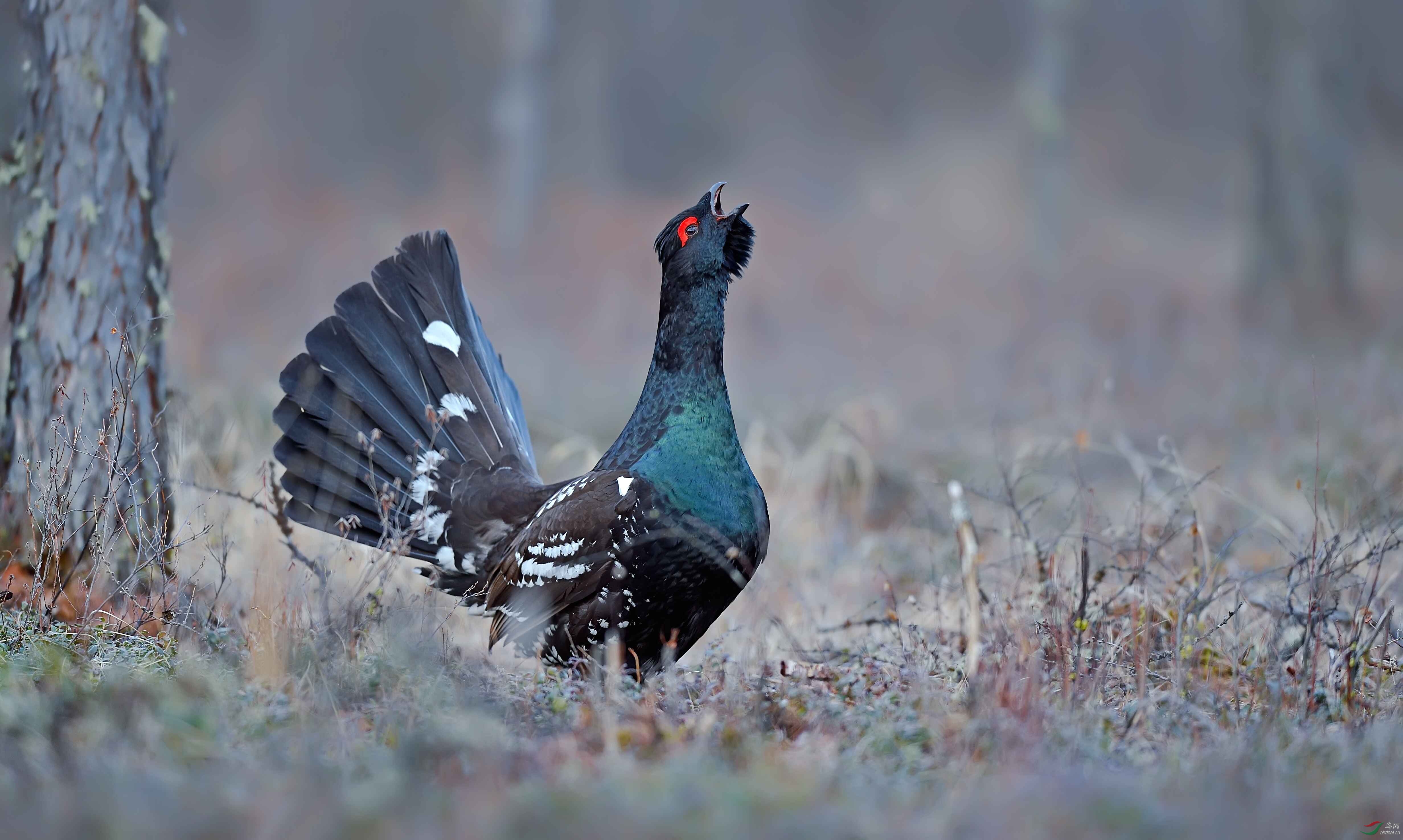 黑嘴松鸡祝贺荣获首页鸟类精华