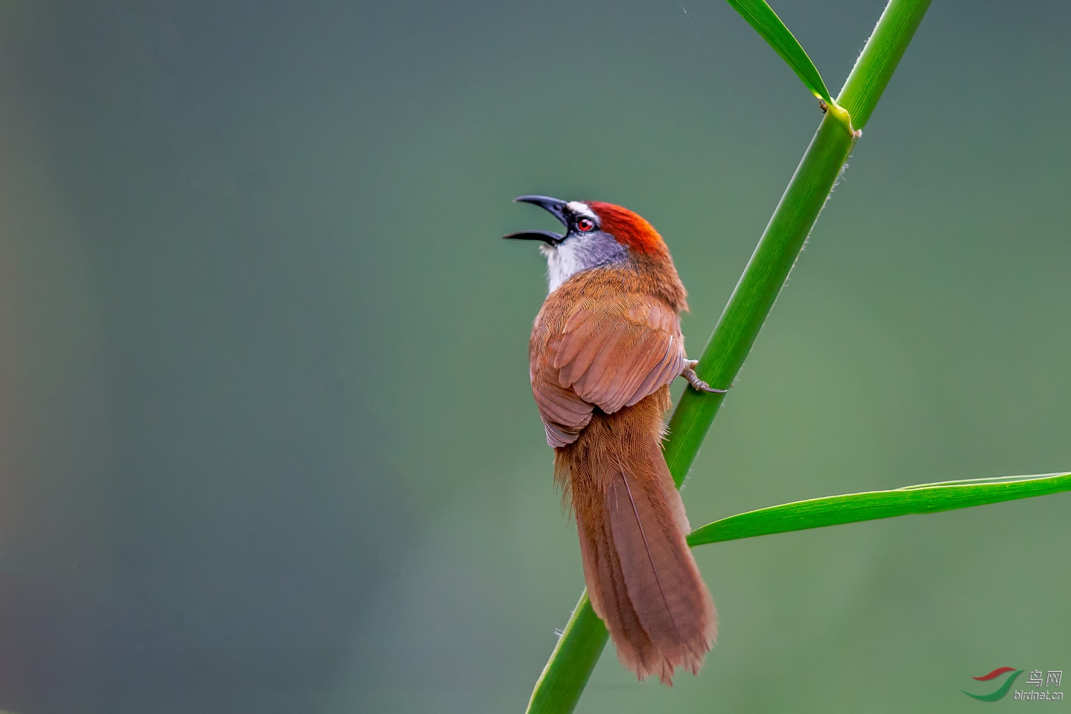 呼朋唤友——红顶鹛
