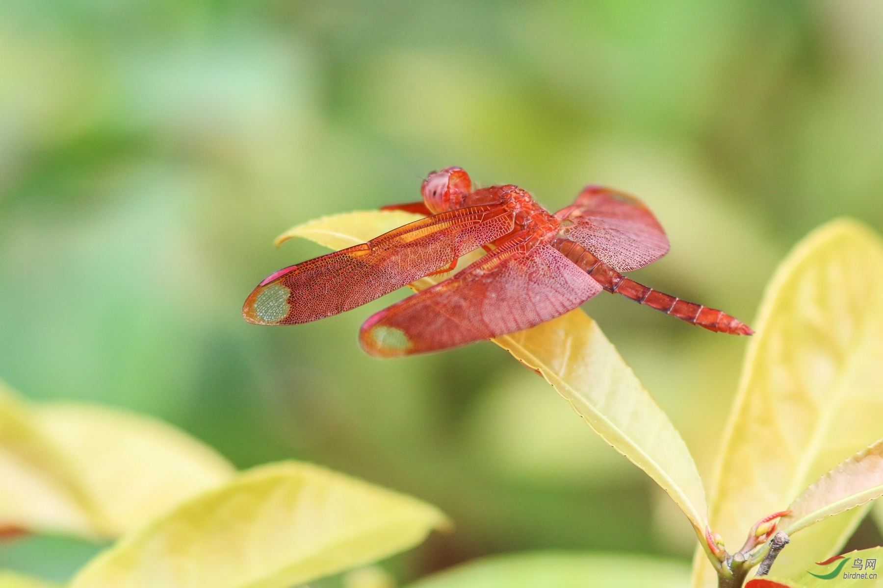 红蜻似花