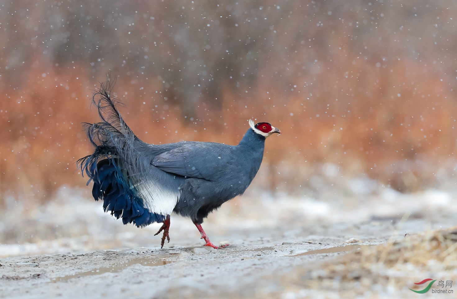 蓝马鸡(祝贺荣获首页鸟类精华)