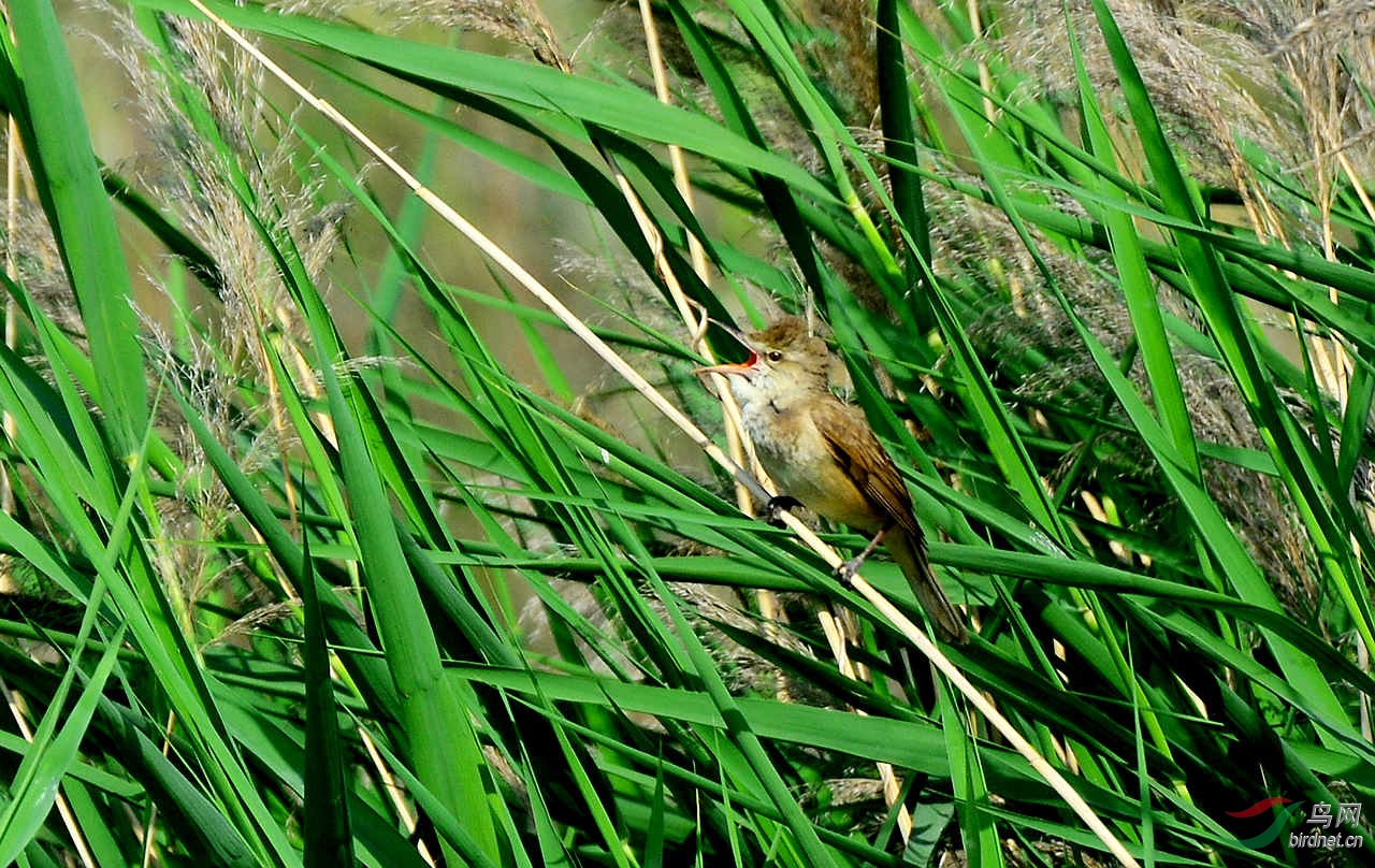 DSC_2463.JPG