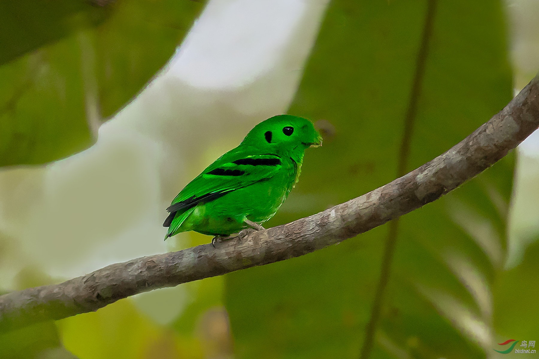 绿阔嘴鸟