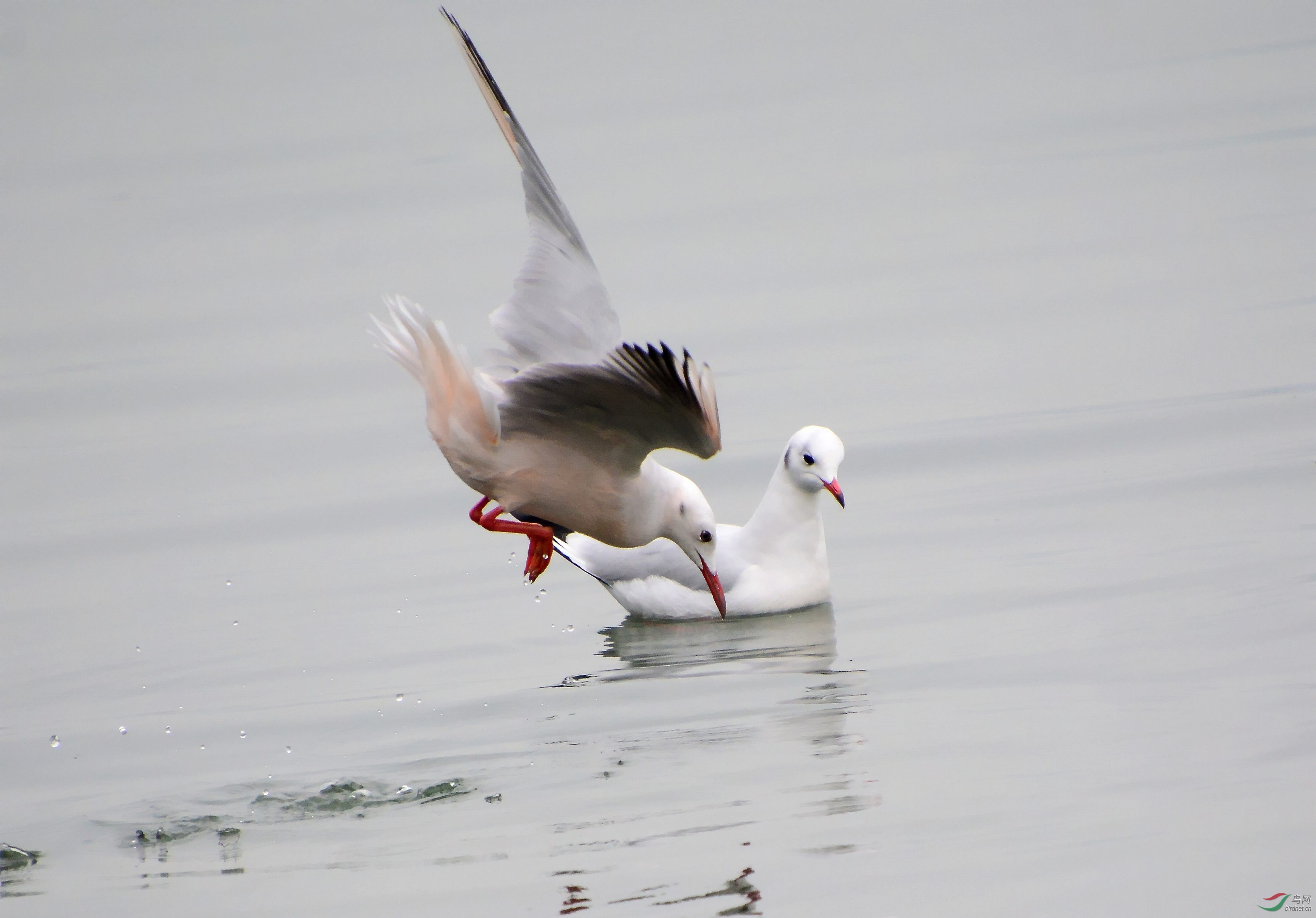 DSC_8221_conew2.jpg