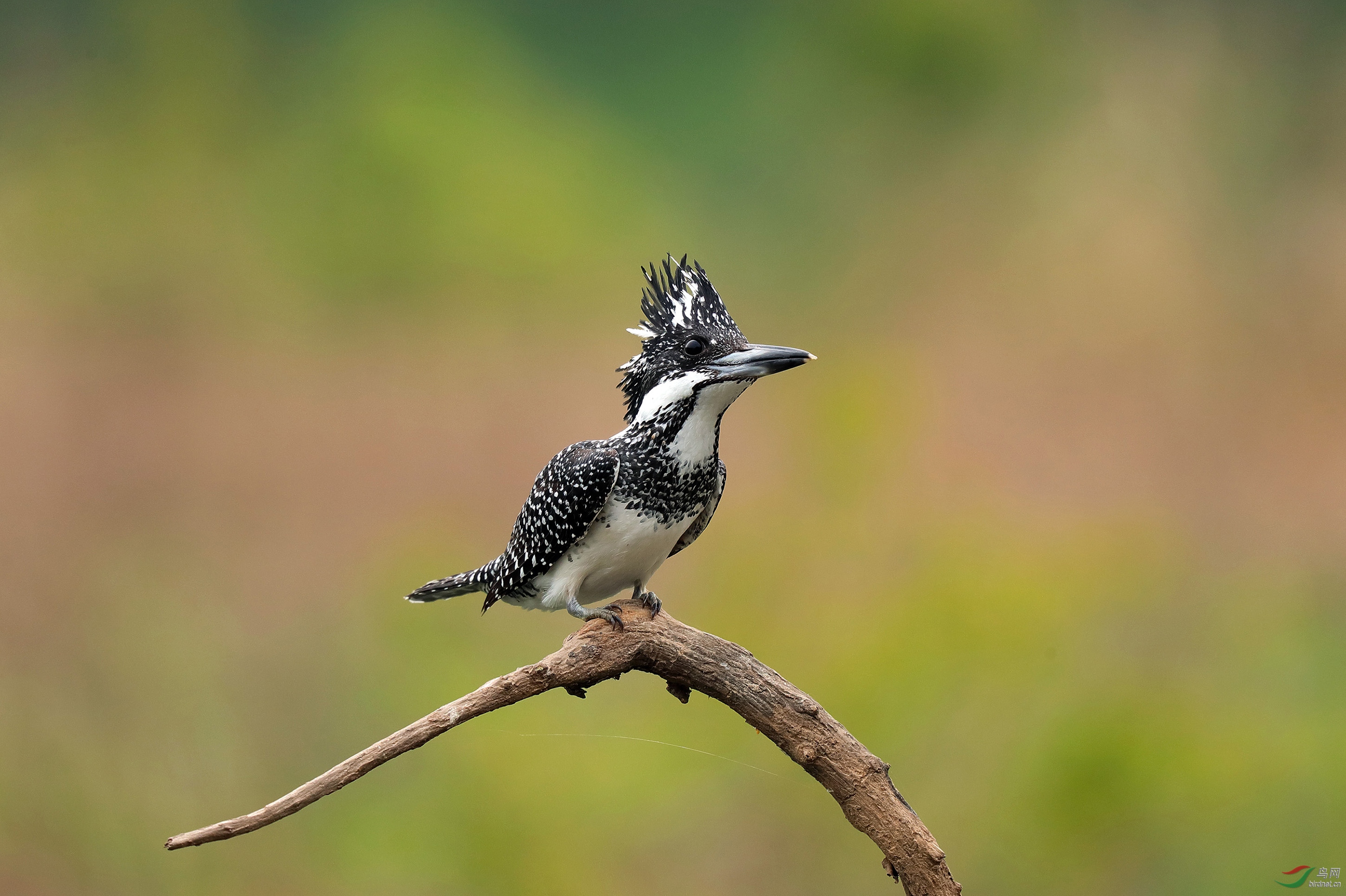 端庄—— 冠鱼狗