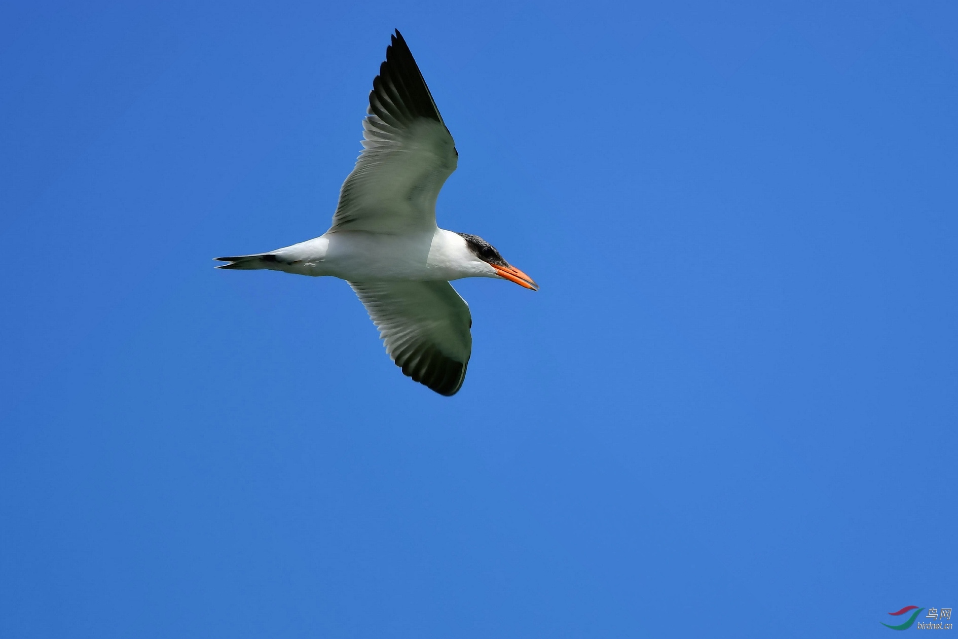 DSC_6643_����.jpg