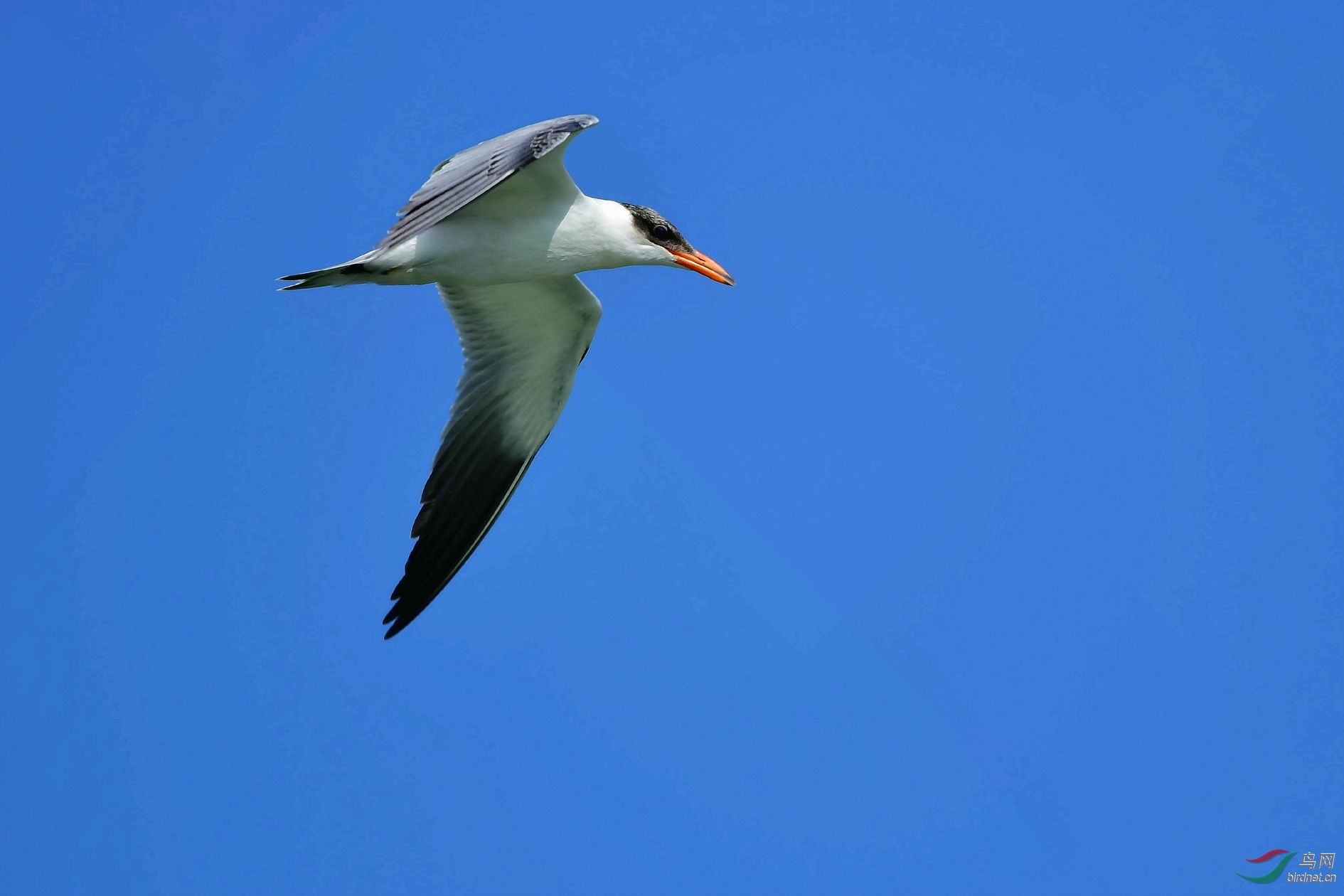 DSC_6644_����.jpg