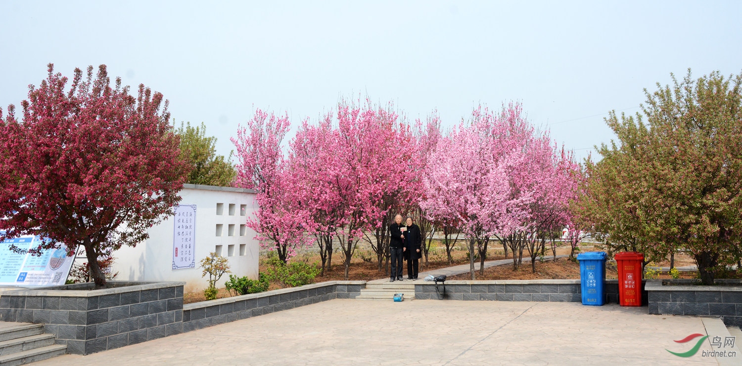 山东平阴海棠园
