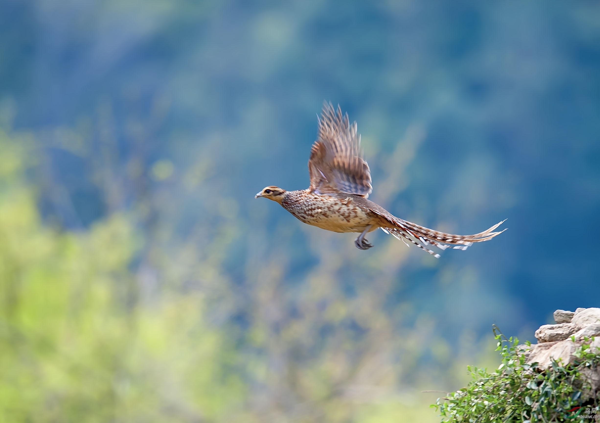 白冠长尾雉【雌鸟】
