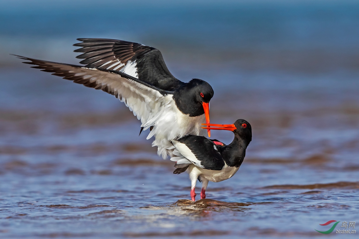 蛎鹬之春祝贺荣获首页精华