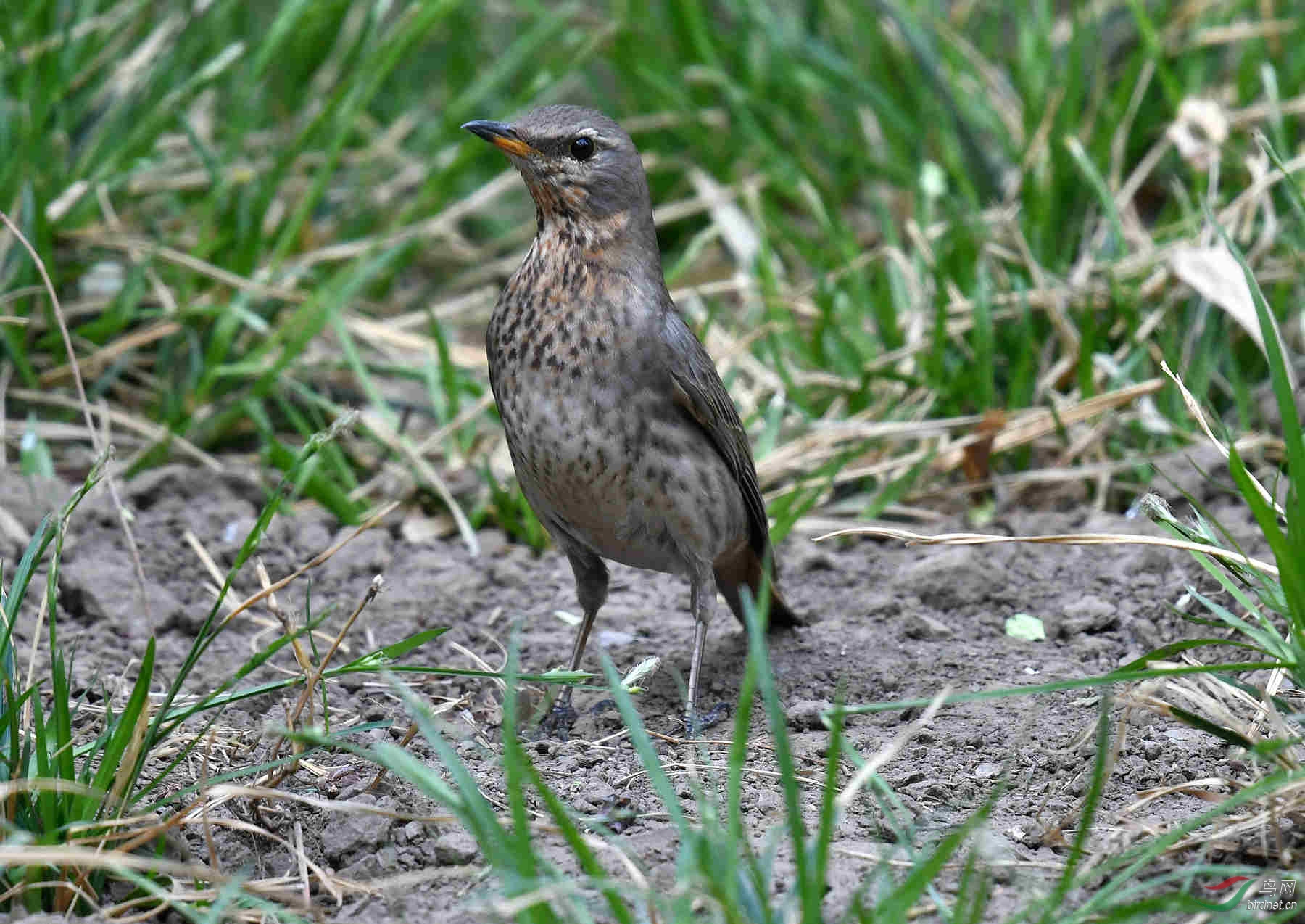 请问这是什么鸟