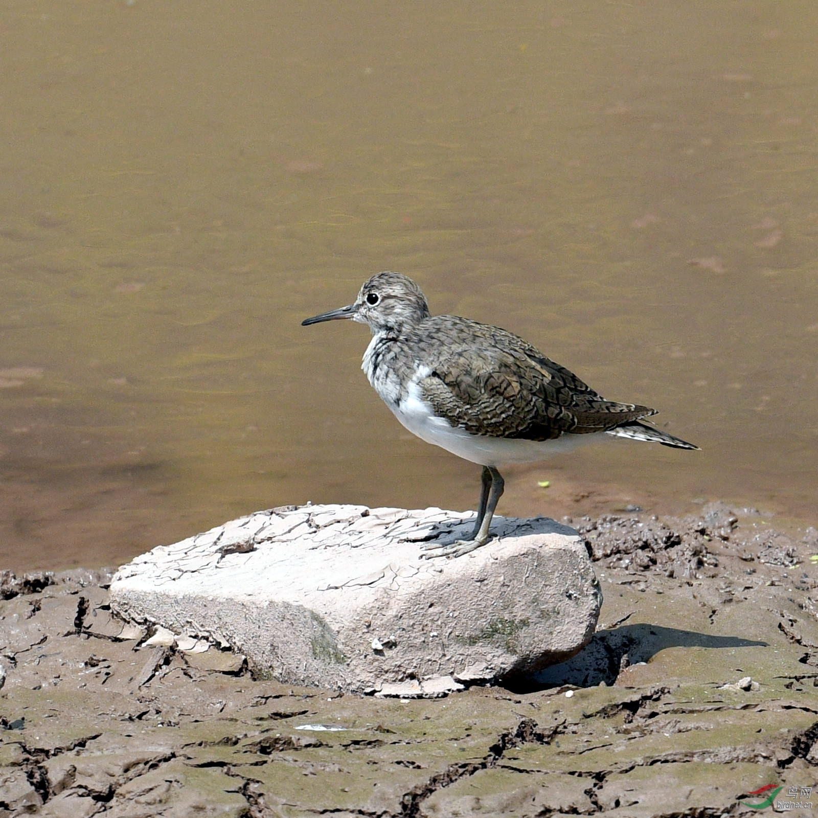 DSC_5409_cr.jpg