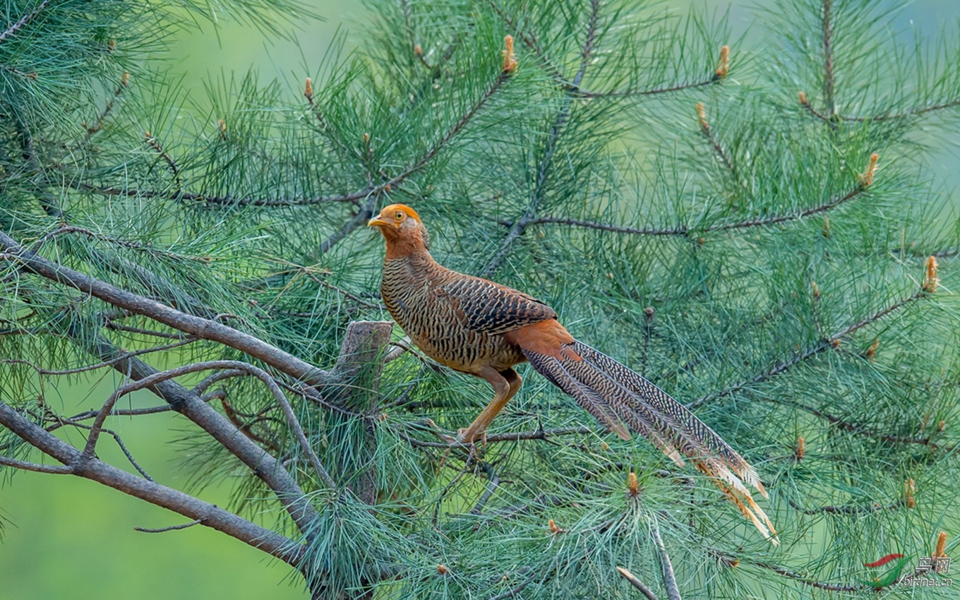 上树的锦鸡 - 观鸟之旅鸟网
