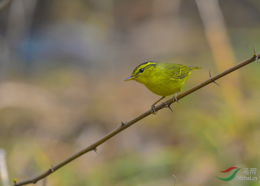 DSC_5657-0.jpg