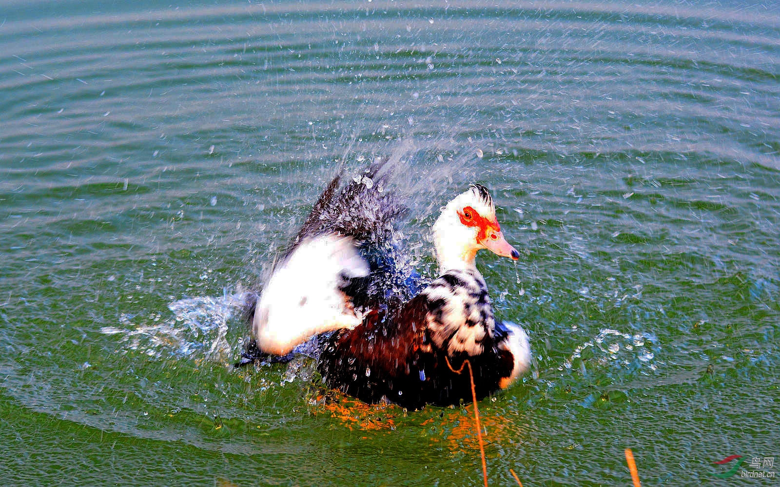 DSC_4596.JPG