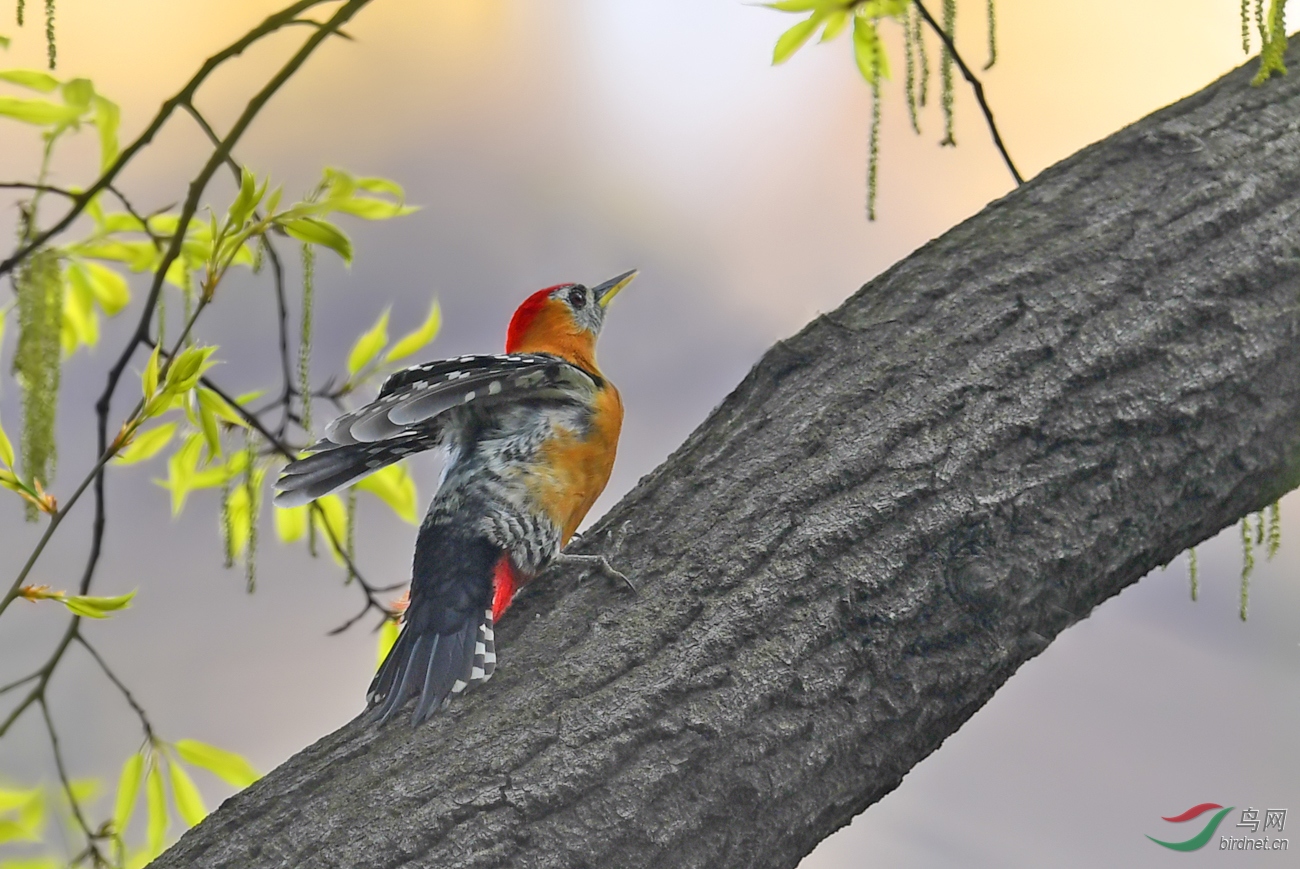 DSC_7233.jpg