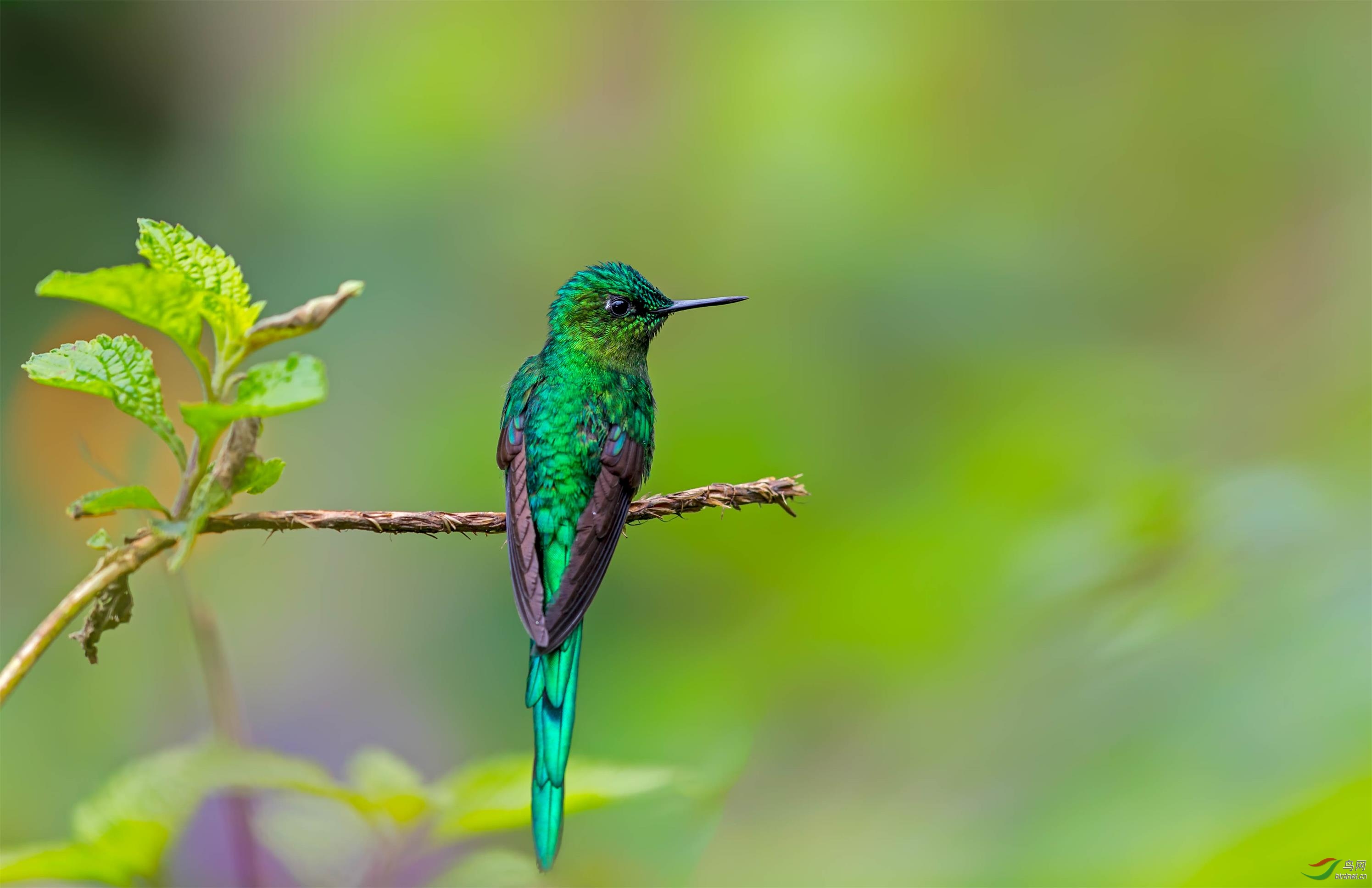 绿带尾蜂鸟贺获鸟网首页鸟类精华