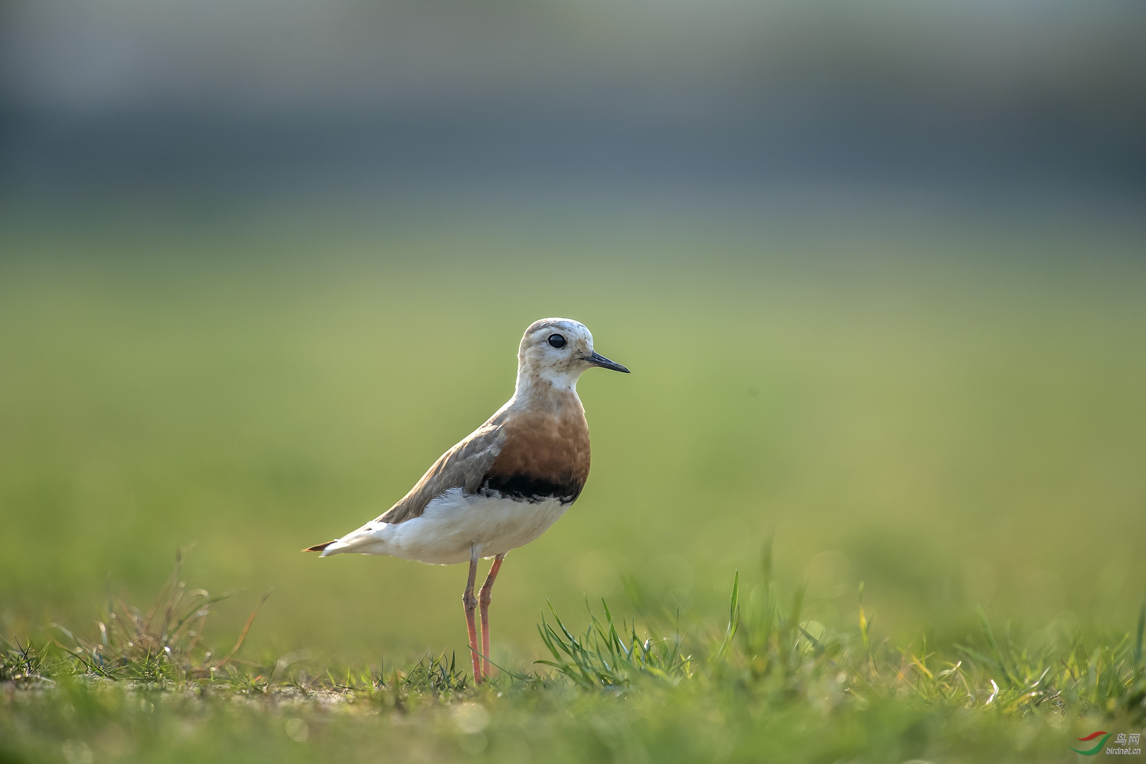 东方鸻 - 上海版 shanghai 鸟网
