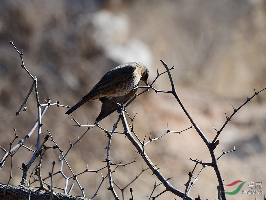 D50_2967.jpg