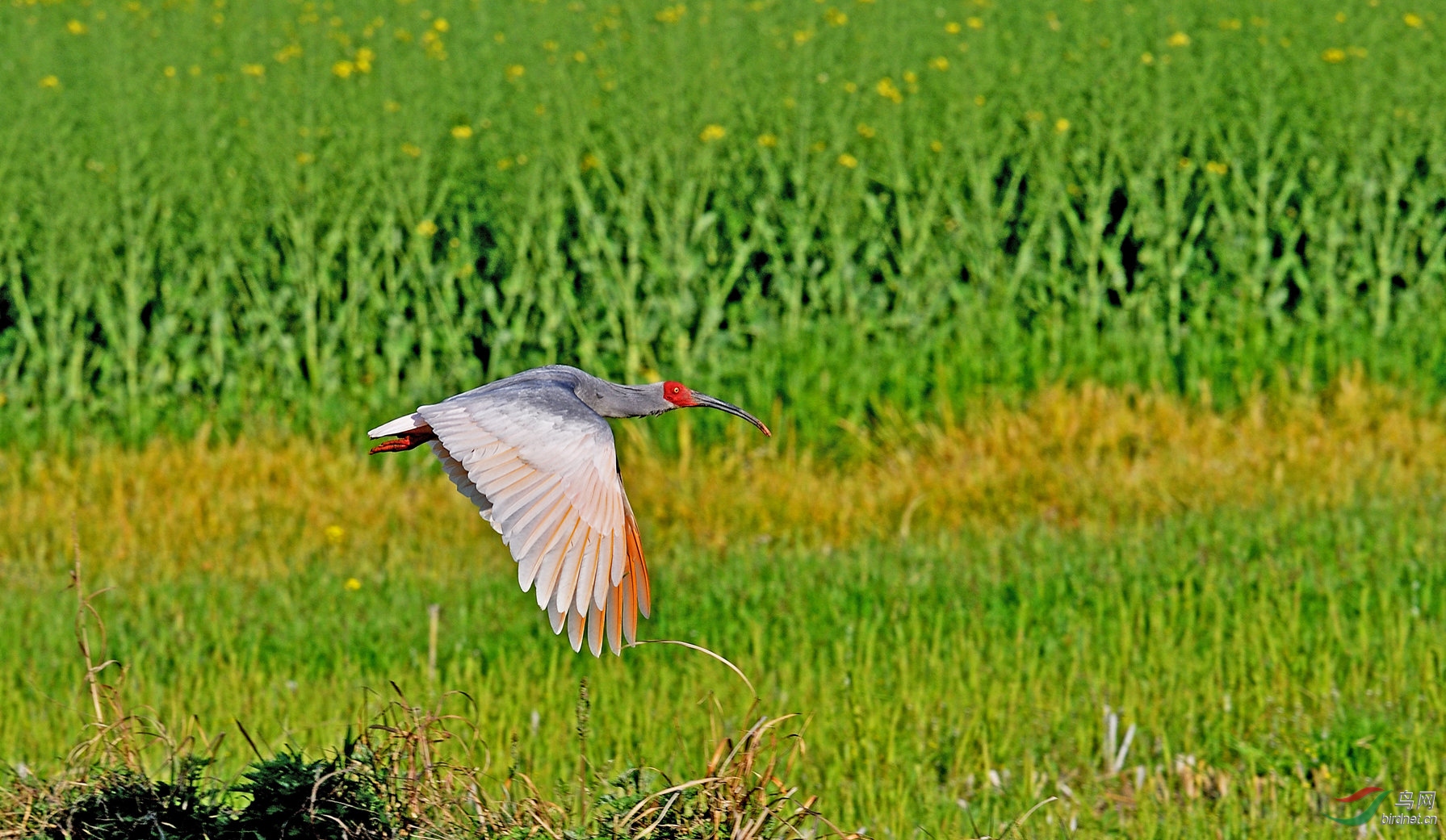 DSC_2468_����.jpg