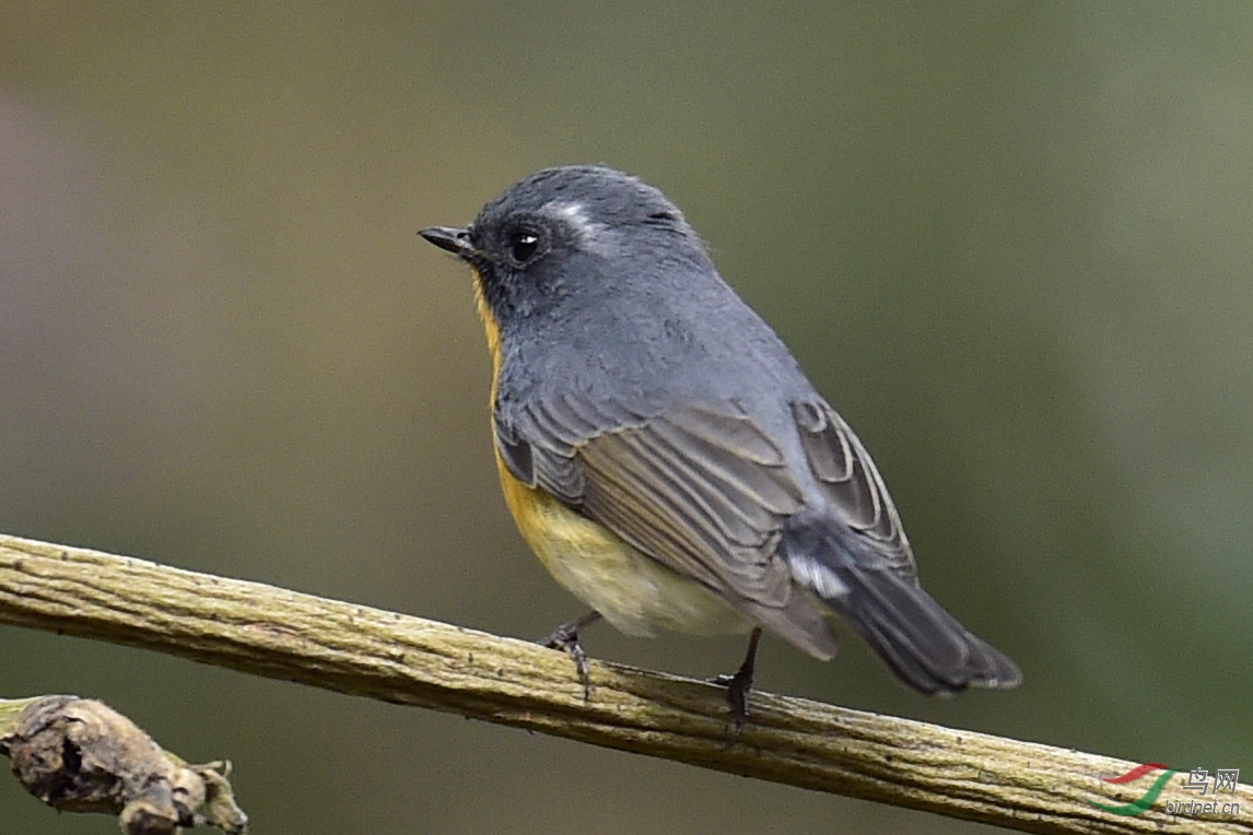 webwxgetmsgimg (1).jpg