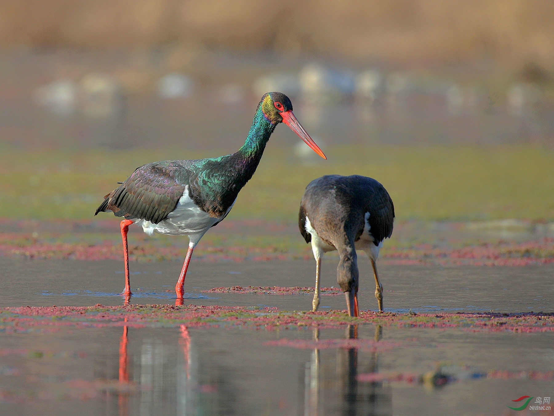 甘肃版 gansu 鸟网