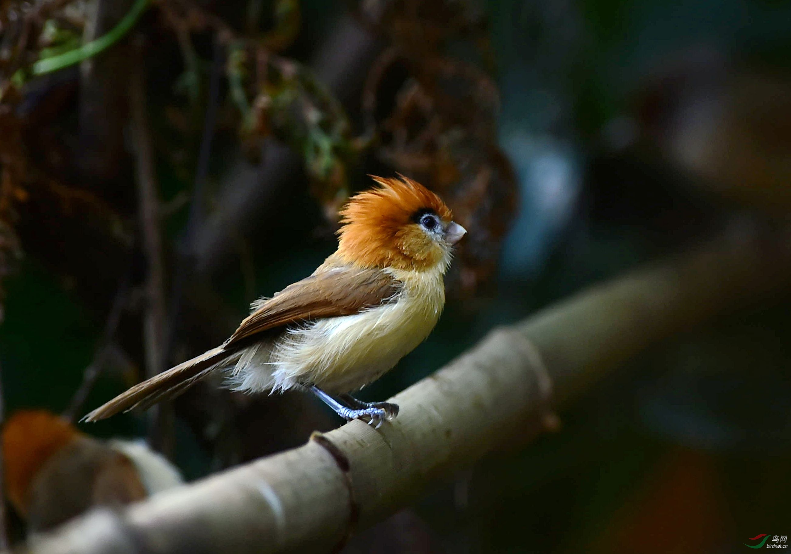 红头鸦雀 - 皇城根拍鸟e族 鸟网