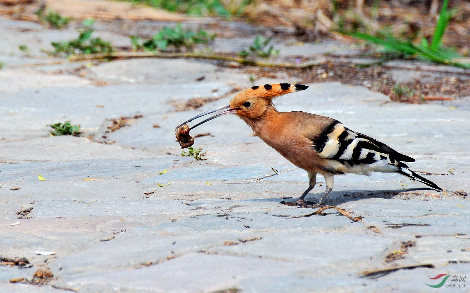 DSC_6069.JPG