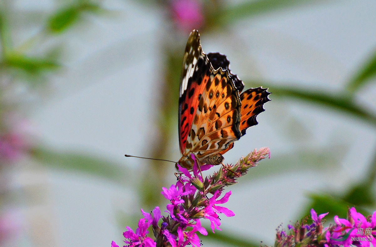 DSC_3927.JPG