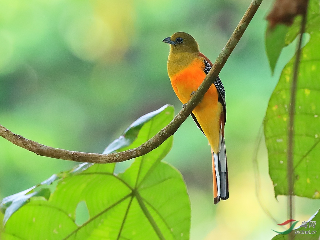 橙胸咬鹃