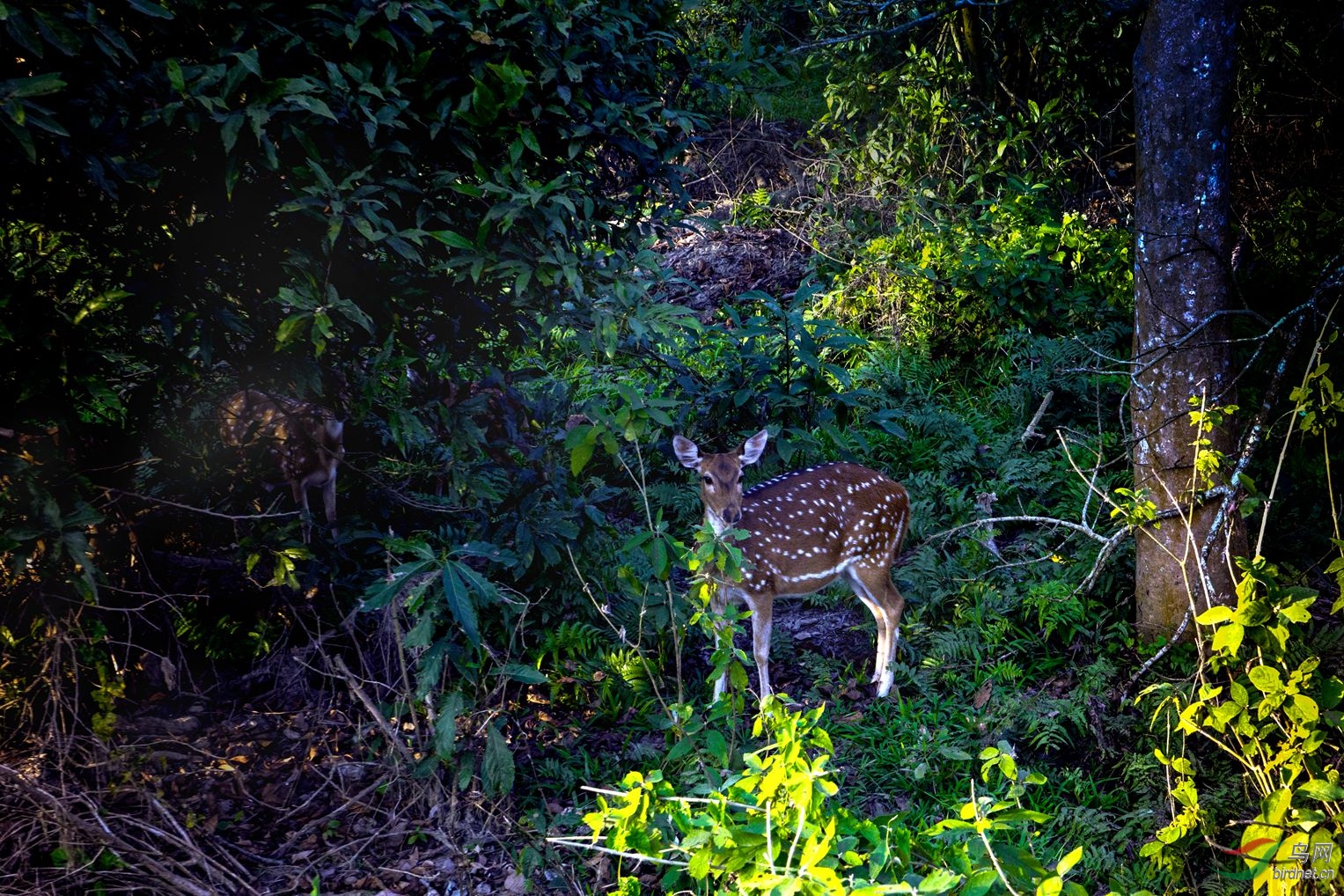 林中小鹿(尼泊尔)