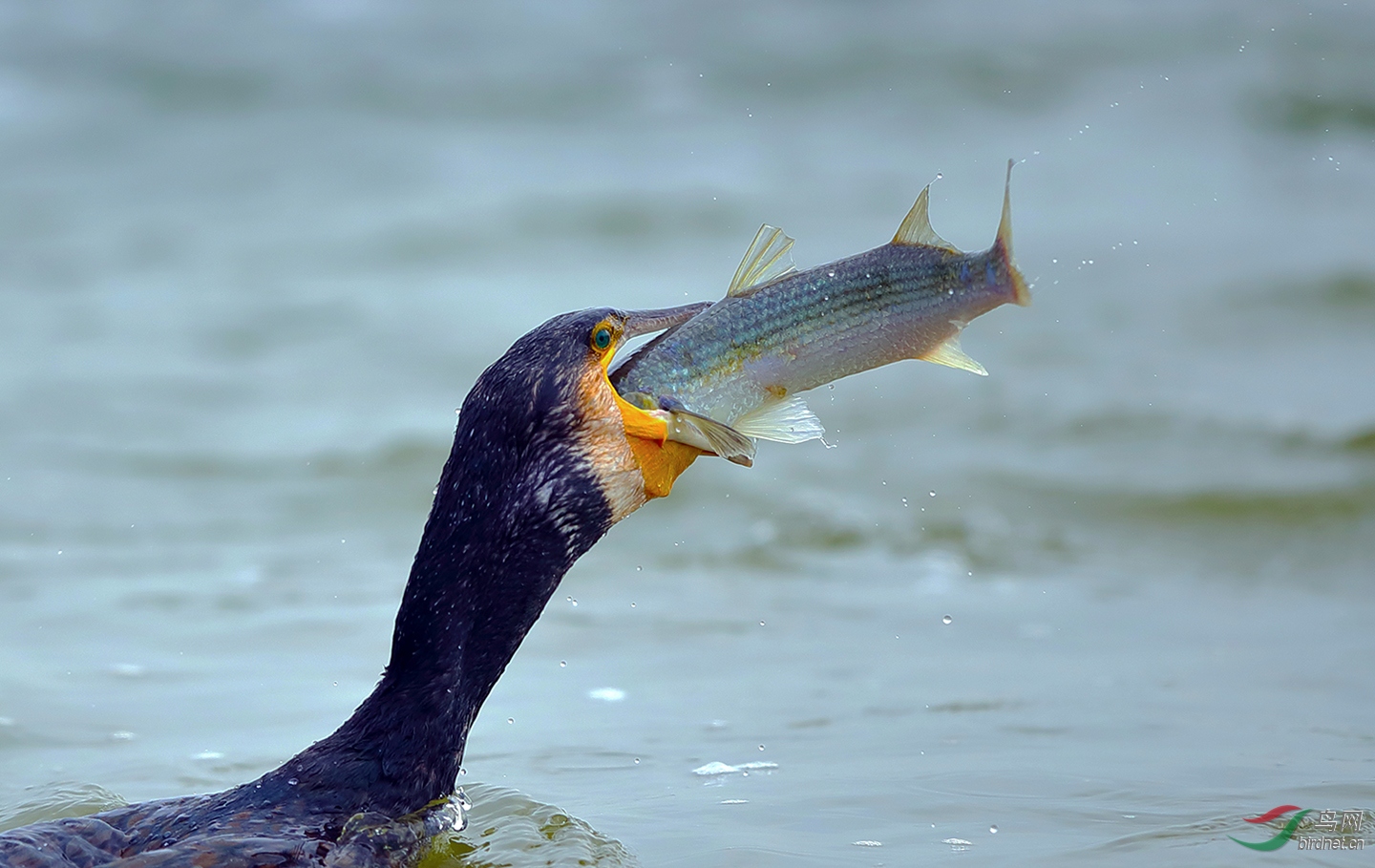 鸬鹚吞鱼
