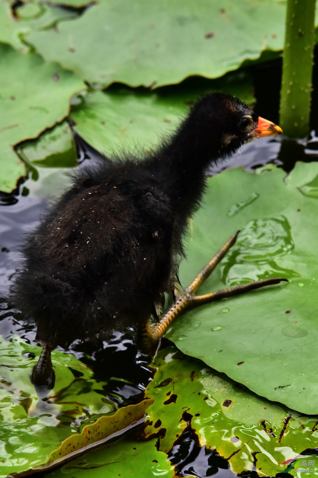 DSC_0612.JPG