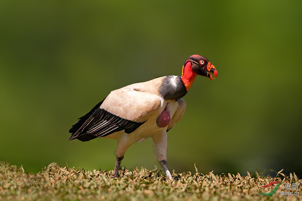 王鹫荣获首页精华