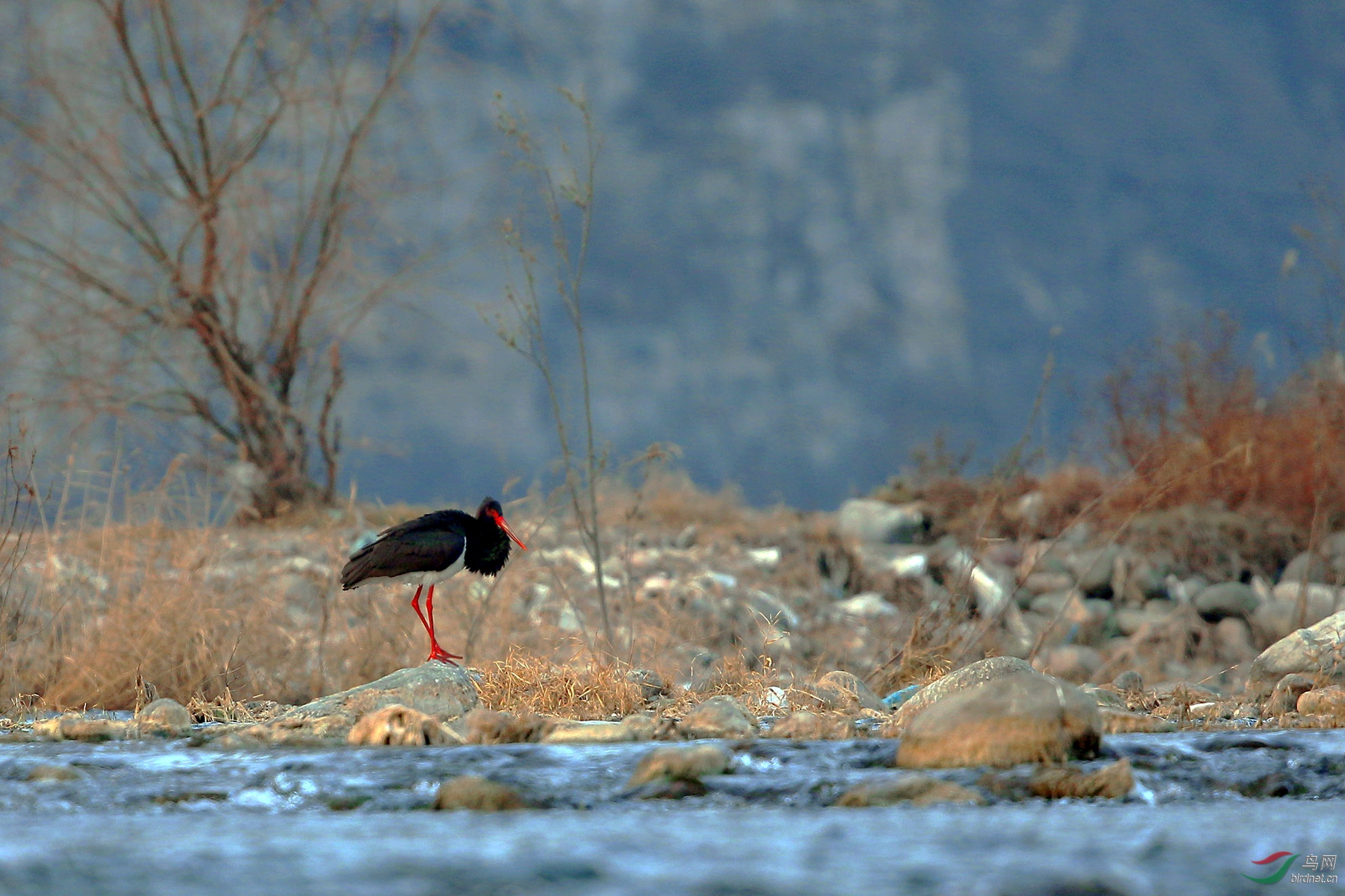 AB0R2164.jpg