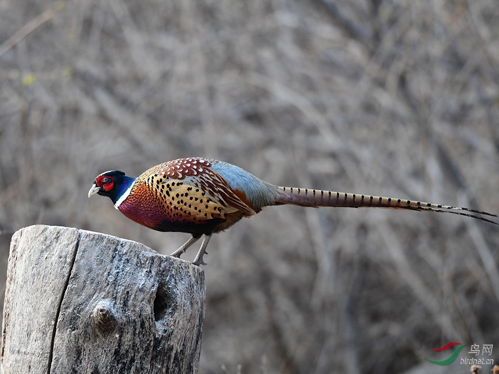 D50_3774.jpg
