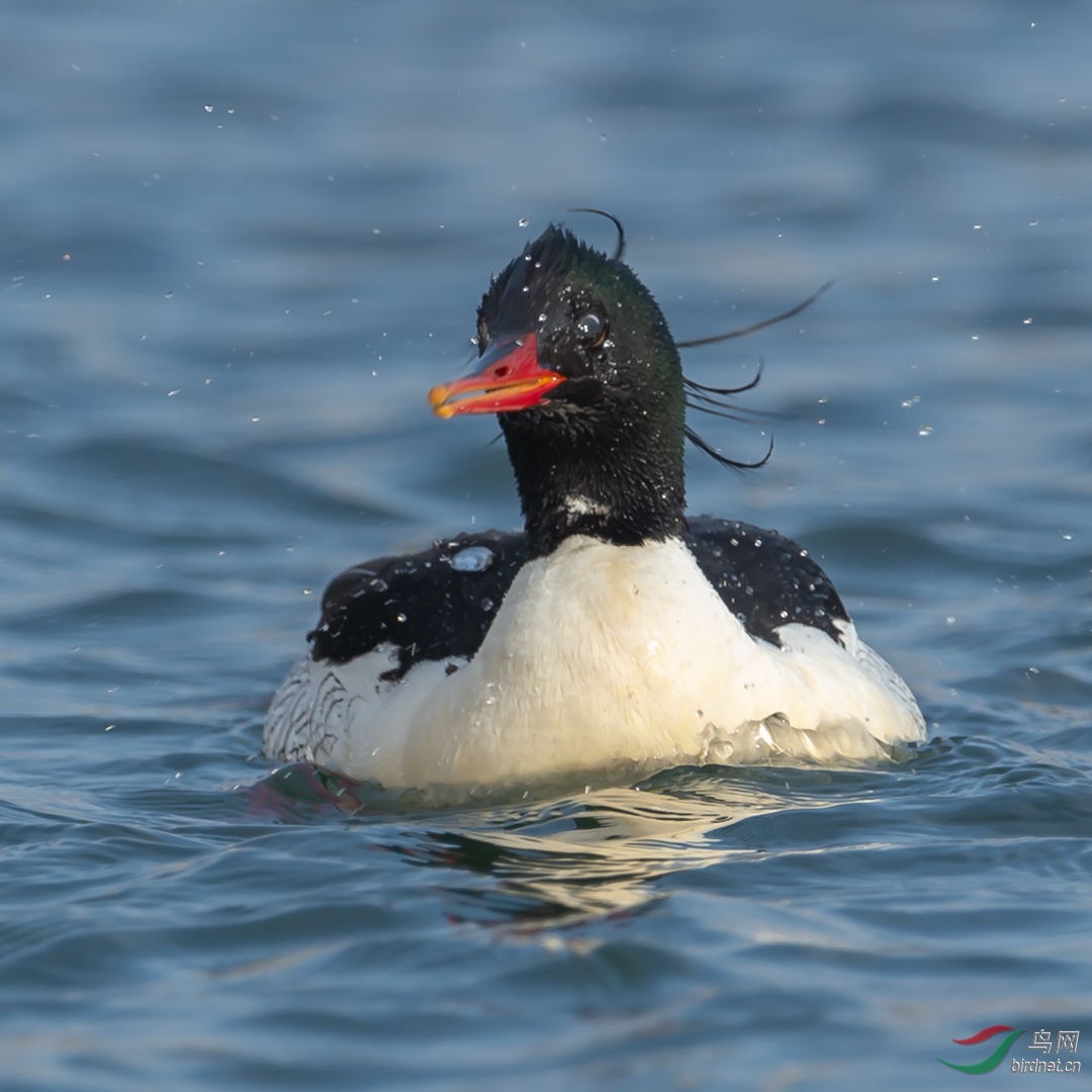 雄鸭- 吉林版 jilin 鸟网