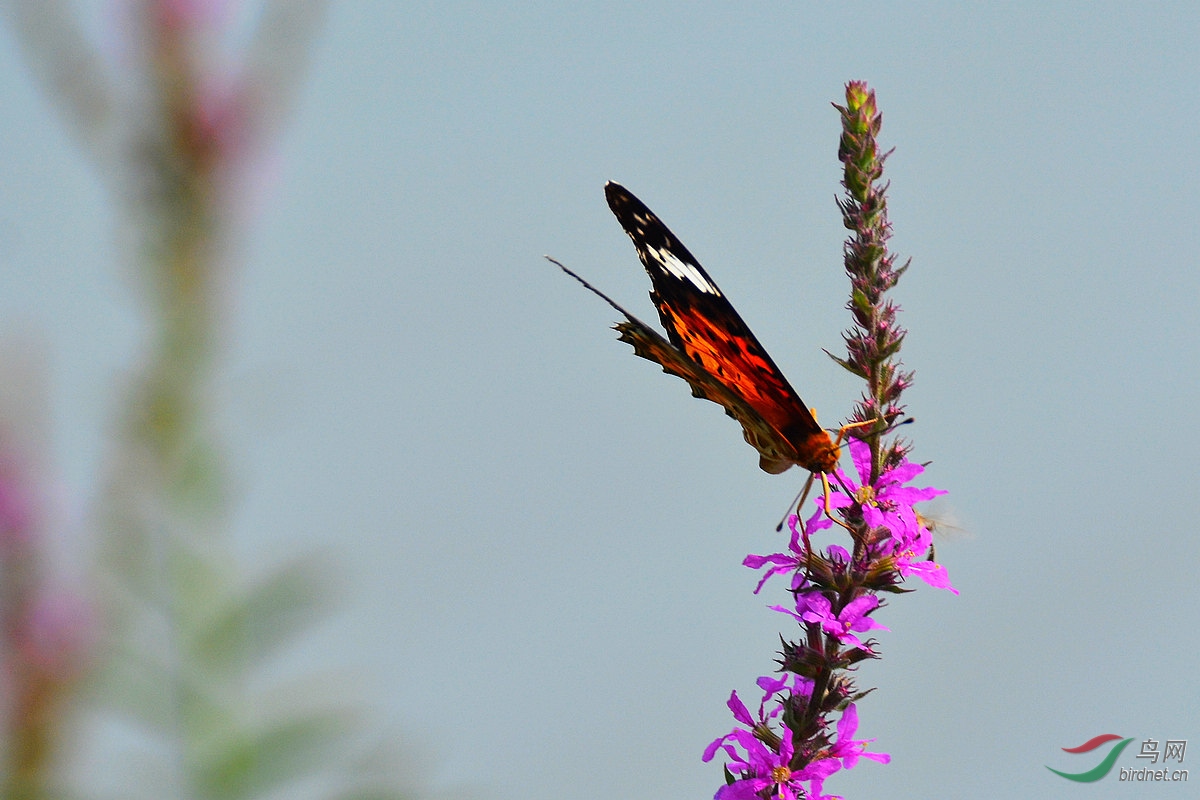 DSC_3956.JPG