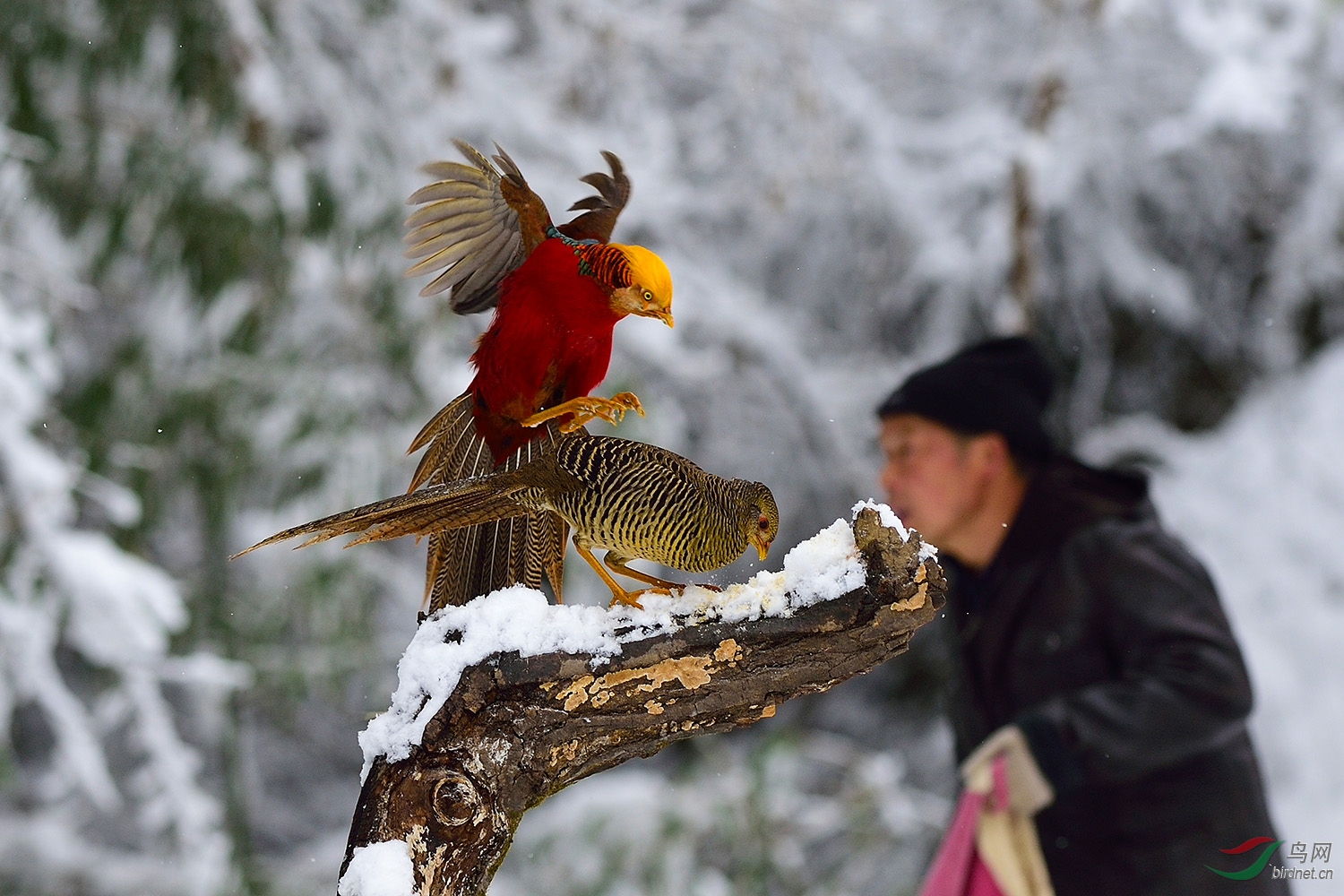 DSC_3177fb.jpg