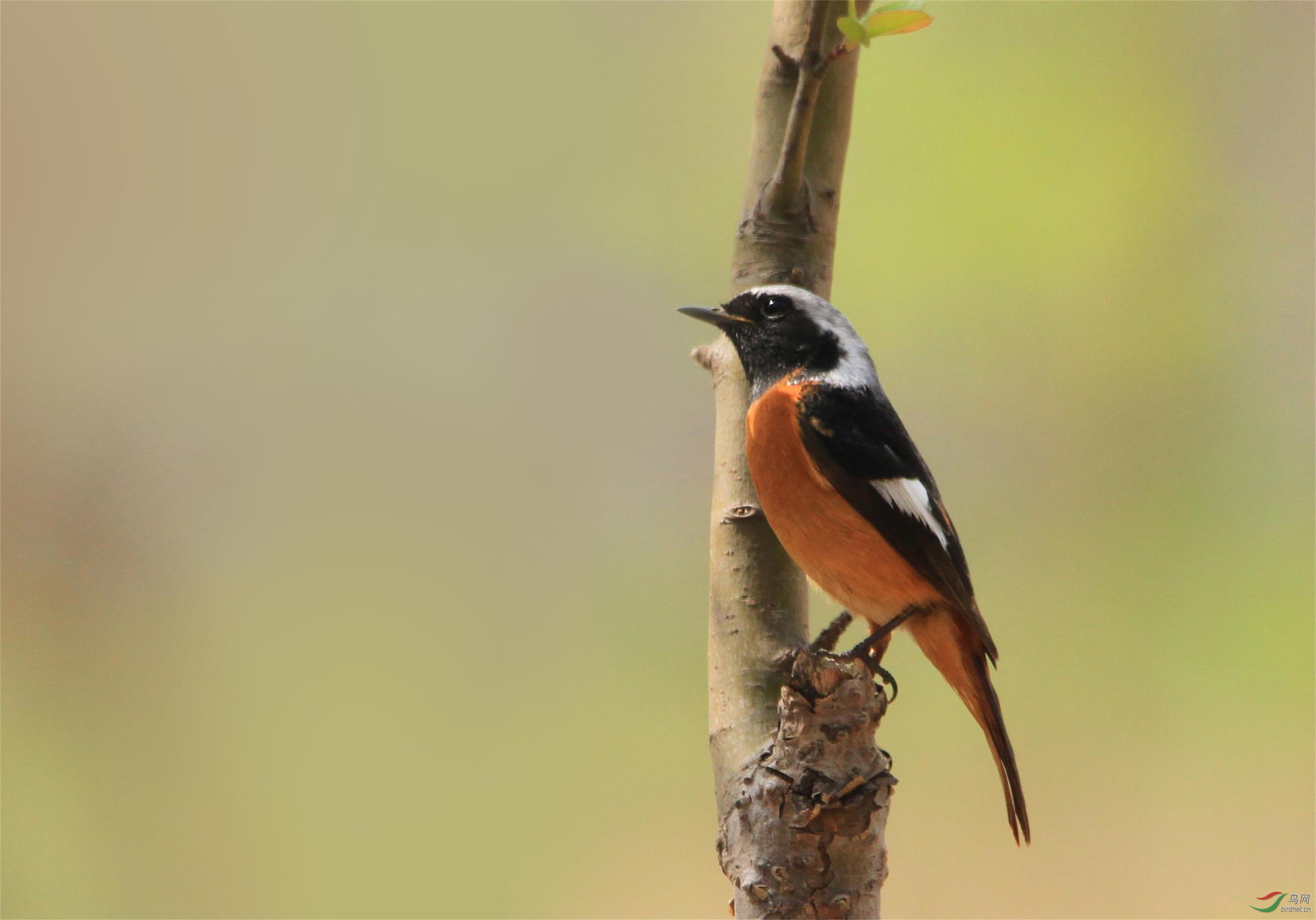 春天的北红尾鸲 - 林鸟版 鸟网