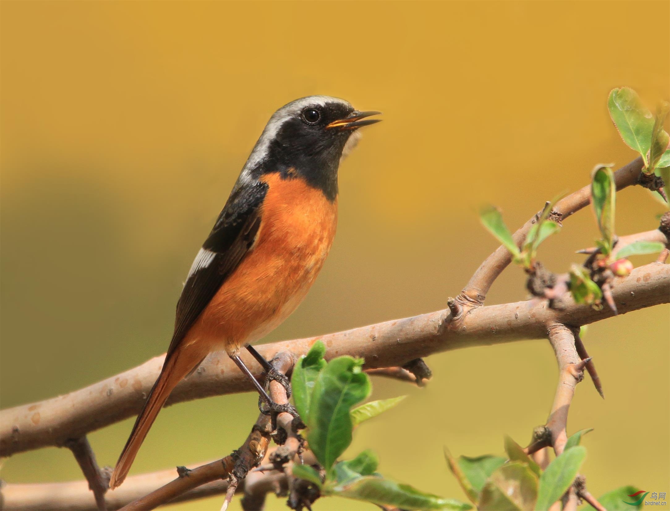 春天的北红尾鸲