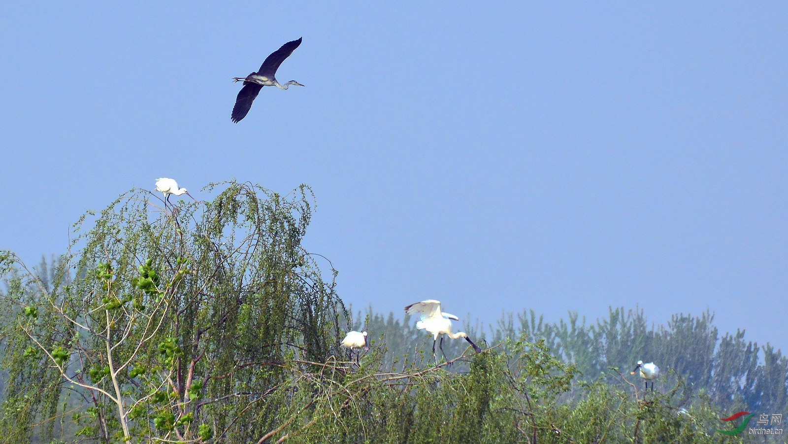 DSC_6455.JPG