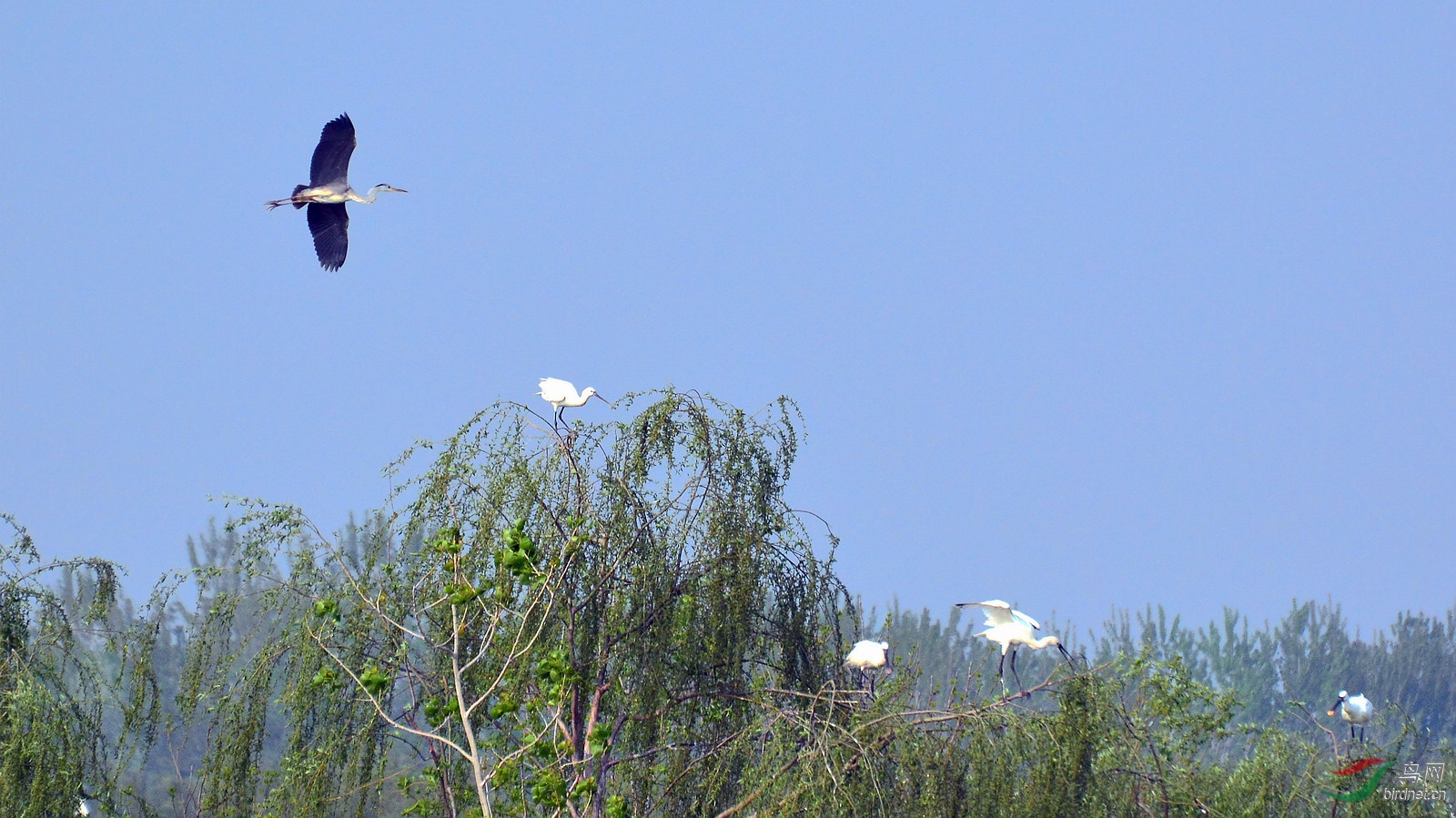DSC_6452.JPG