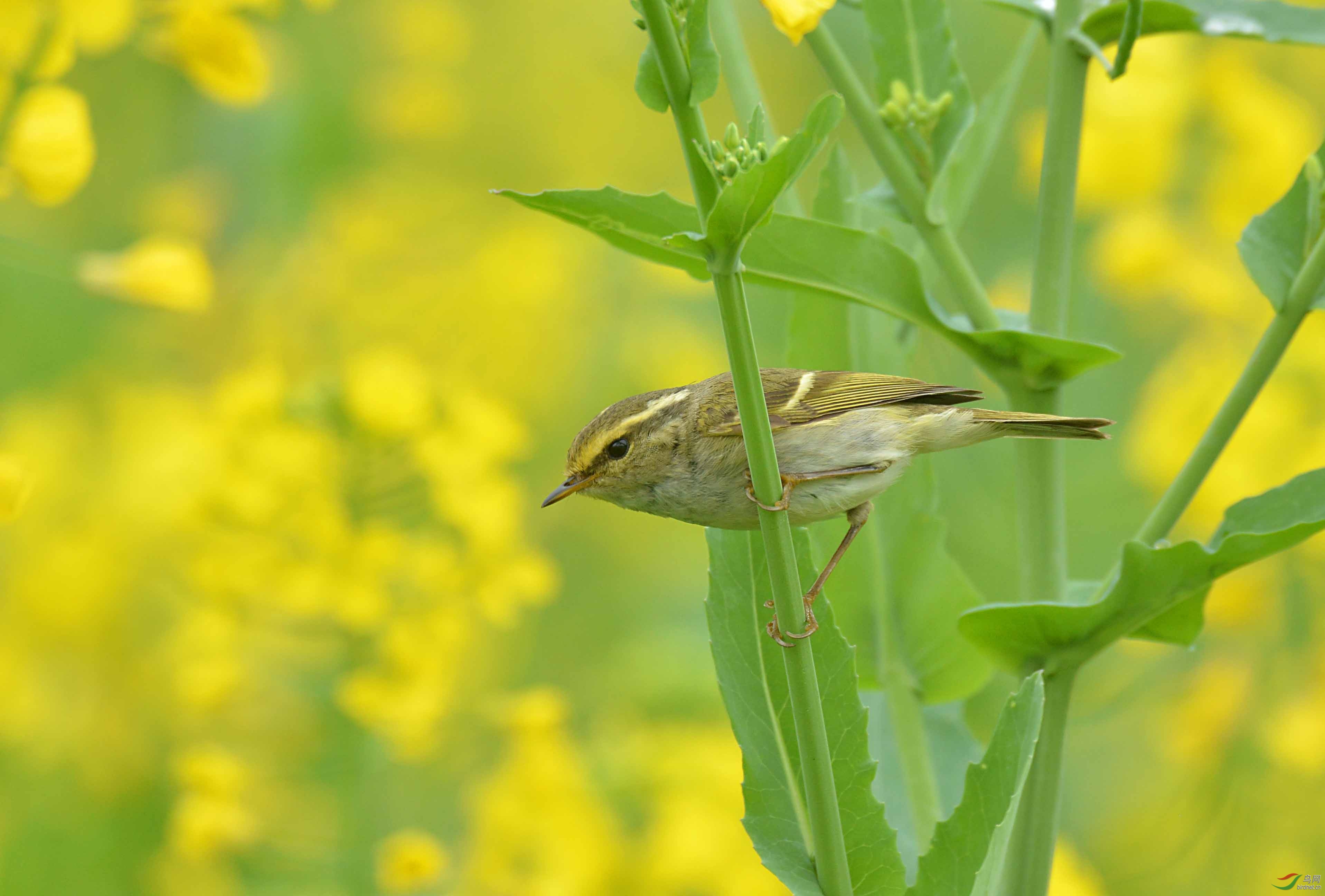 ������ݺ