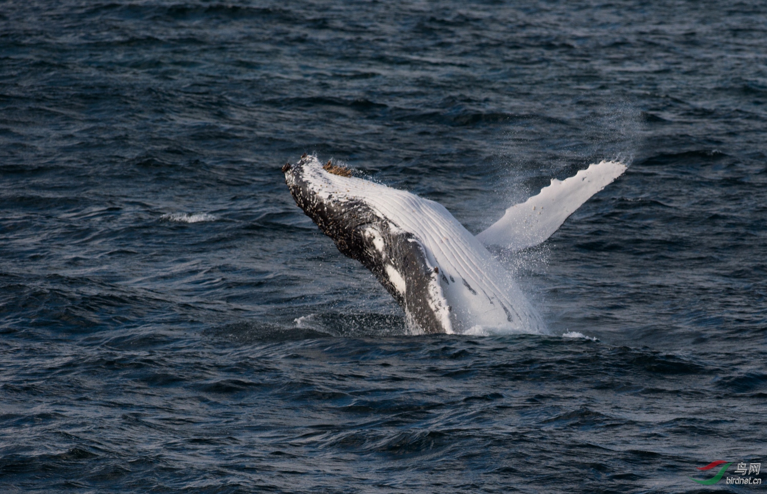 DSC_9354.jpg